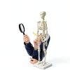 Human Skeleton Model by breesky 17” Anatomical Model with Movable Arms-4
