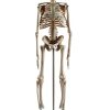 Human Skeleton Model by breesky 17” Anatomical Model with Movable Arms-3