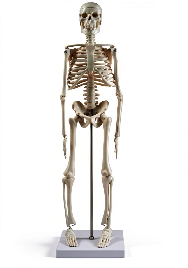 Human Skeleton Model by breesky 17” Anatomical Model with Movable Arms-3
