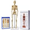 Human Skeleton Model by breesky 17” Anatomical Model with Movable Arms-0