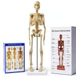 Human Skeleton Model by breesky 17” Anatomical Model with Movable Arms-0