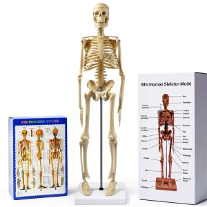 Human Skeleton Model by breesky 17” Anatomical Model with Movable Arms-0