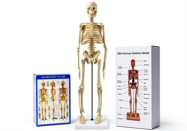 Human Skeleton Model by breesky 17” Anatomical Model with Movable Arms-0