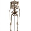 Human Skeleton Model by breesky 17” Anatomical Model with Movable Arms-1