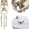 Human Skeleton Model by breesky 17” Anatomical Model with Movable Arms-2