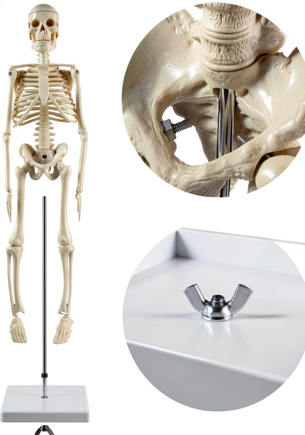 Human Skeleton Model by breesky 17” Anatomical Model with Movable Arms-2
